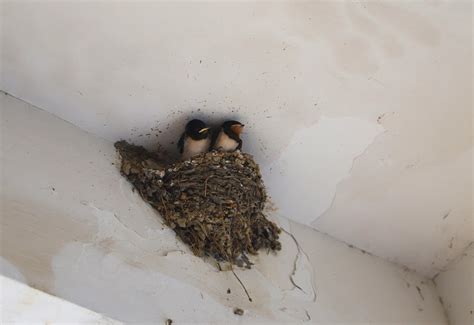 燕子築巢位置